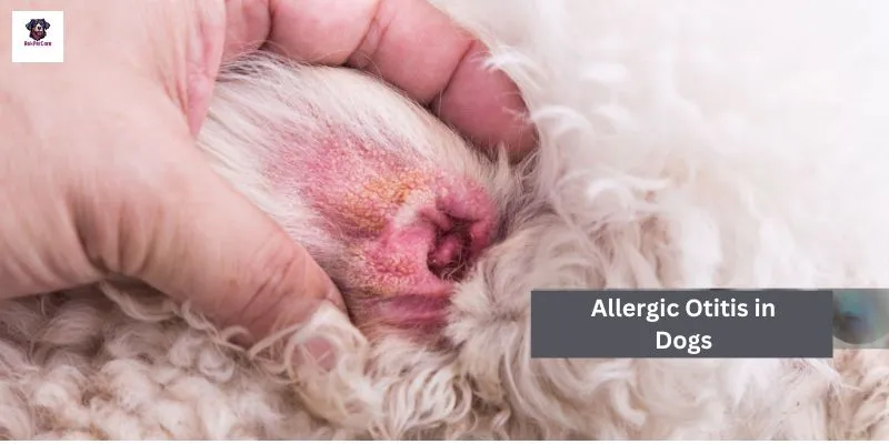 Allergic Otitis in Dogs