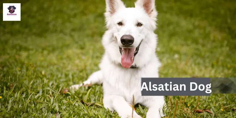 White Alsatian Dog