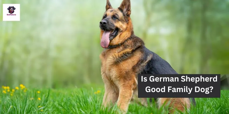 is German shepherd Good Family Dog