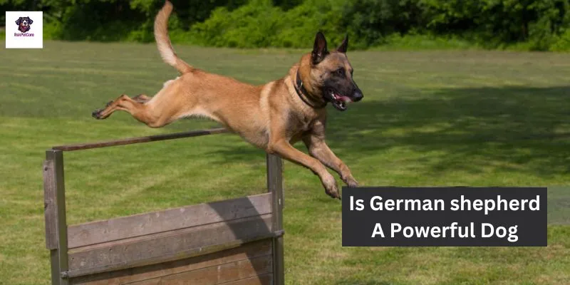 Is German shepherd A Powerful Dog