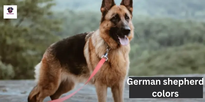 German shepherd Colors