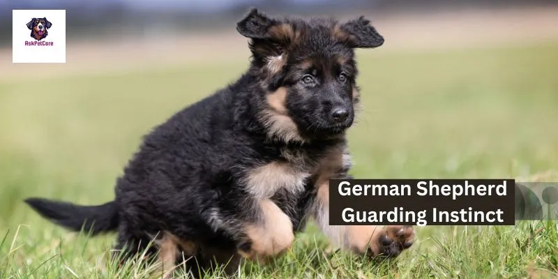 German shepherd Guarding Instinct