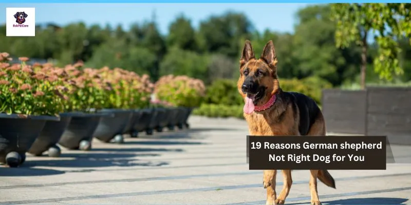 19 Reasons German shepherd Not Right Dog for You