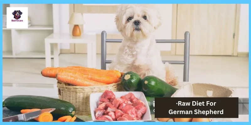 raw food for dog