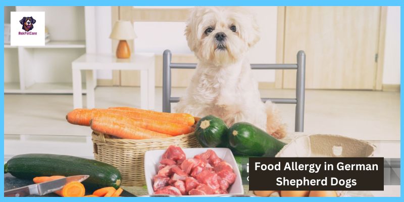 Food Allergy in German Shepherd Dogs