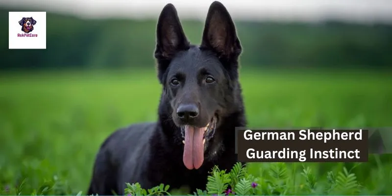 German shepherd Guarding Instinct