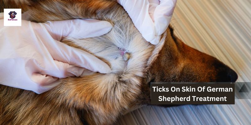 Tick Treatment for German Shepherds