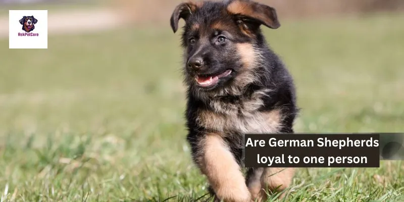 Are German Shepherds loyal to one person