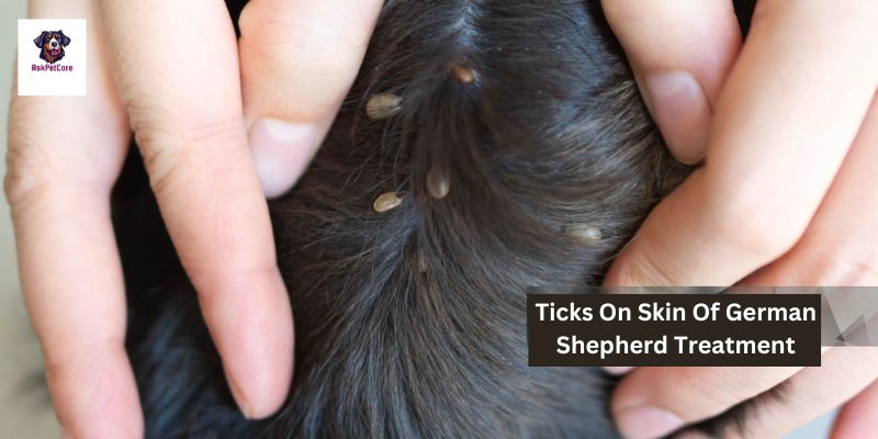 Tick Treatment for German Shepherds