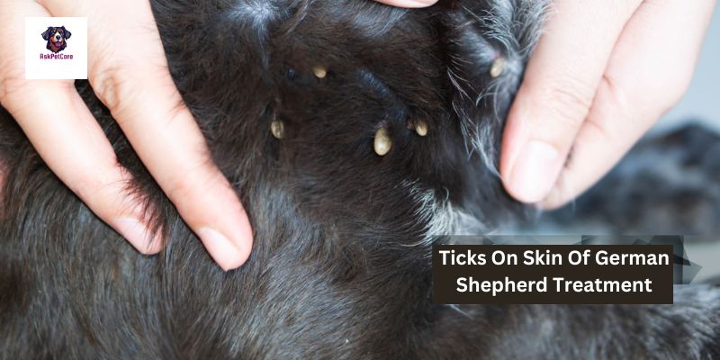 Tick Treatment for German Shepherds