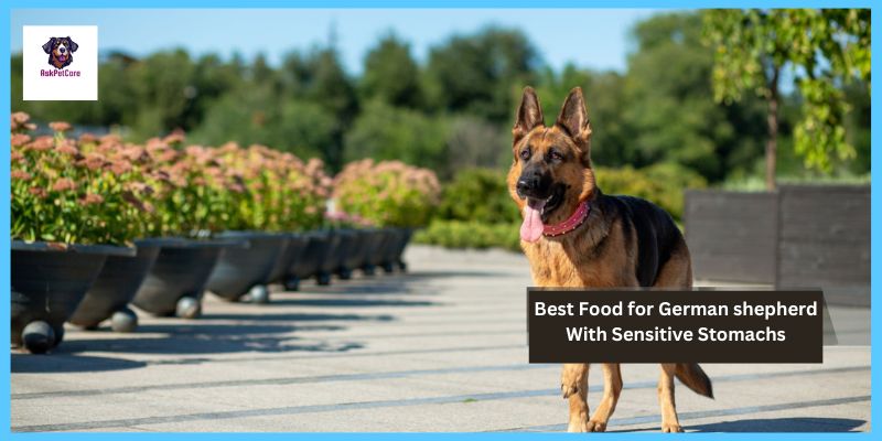 Best Food for German shepherd With Sensitive Stomachs