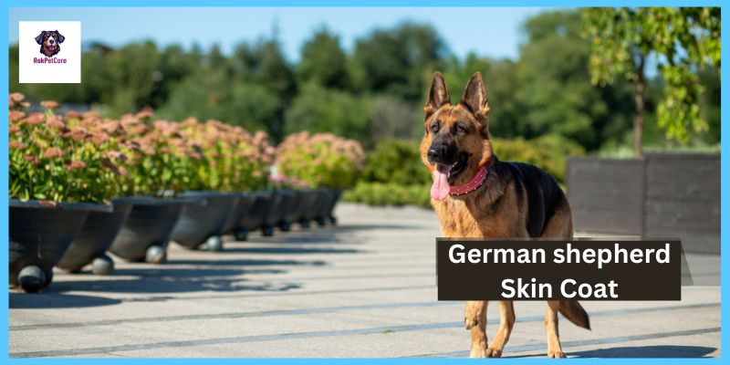 German shepherd Skin Coat