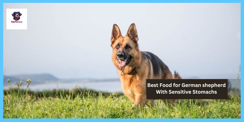 Best Food for German shepherd With Sensitive Stomachs