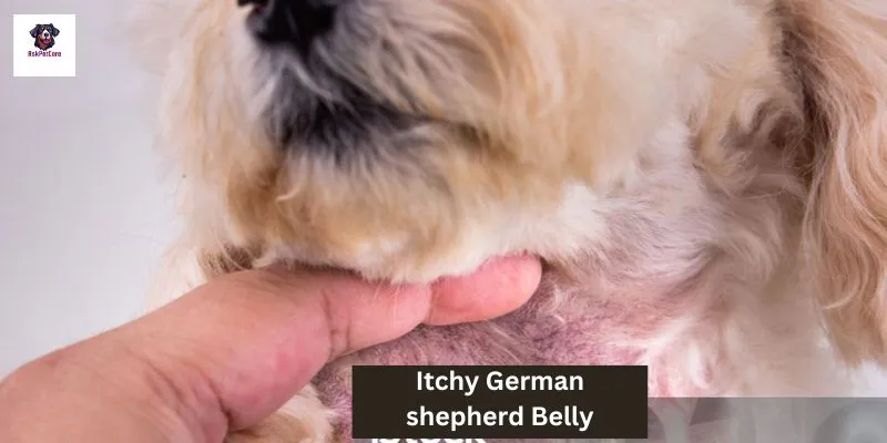 The itchy German Shepherd Belly