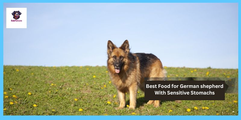 Best Food for German shepherd With Sensitive Stomachs