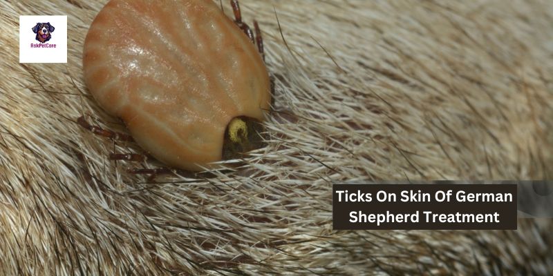 Tick Treatment for German Shepherds