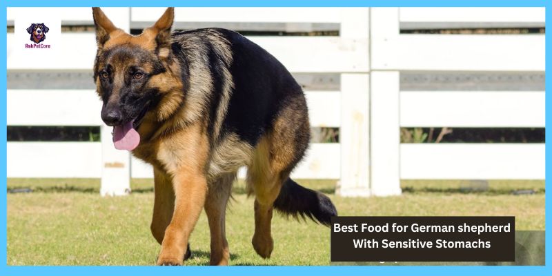 Best Food for German shepherd With Sensitive Stomachs