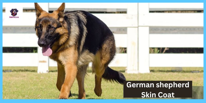 German shepherd Skin Coat