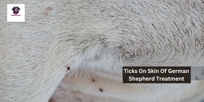 Tick Treatment for German Shepherds