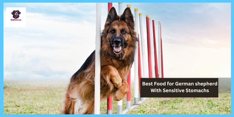 Best Food for German shepherd With Sensitive Stomachs