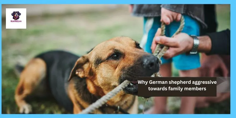 Why German shepherd aggressive towards family members