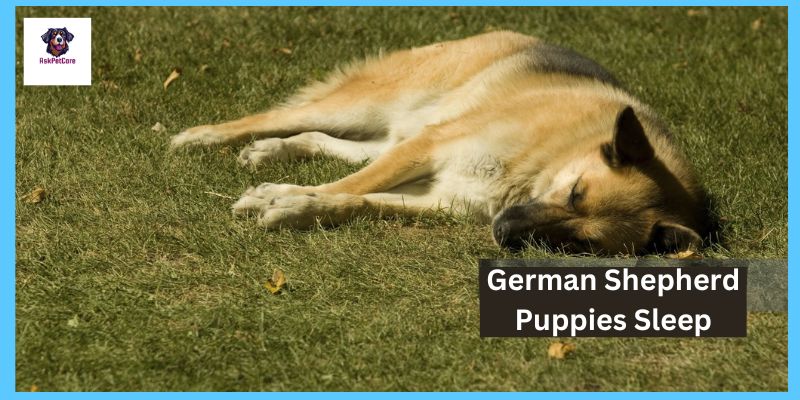 German shepherd Puppies Sleep 