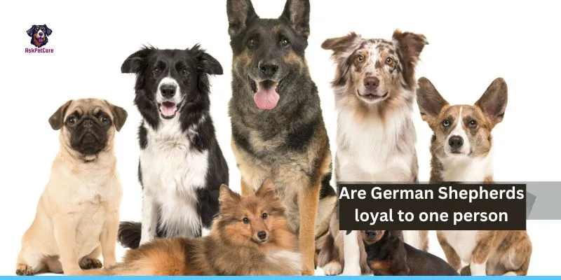 Are German Shepherds loyal to one person