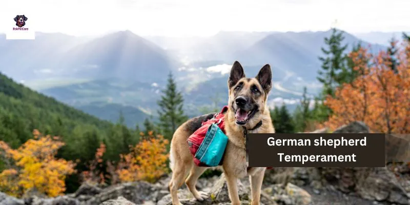 German shepherd Temperament