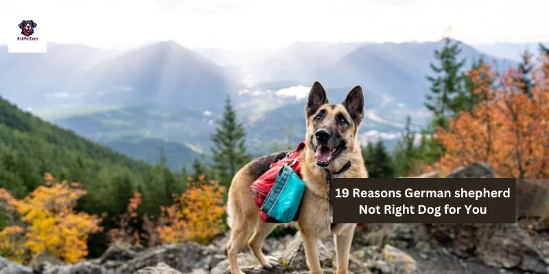 19 Reasons German shepherd Not Right Dog for You