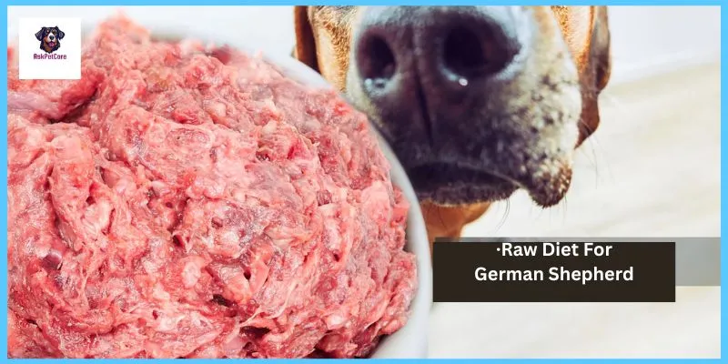 raw food for dog