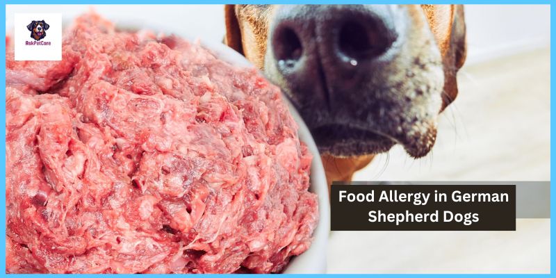 Food Allergy in German Shepherd Dogs