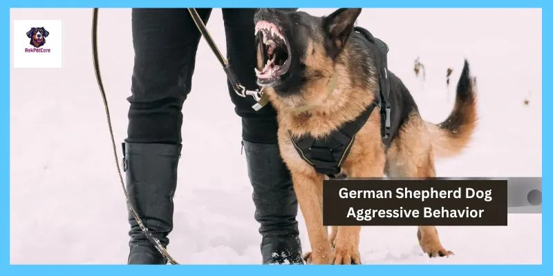 German shepherd Dog Aggressive Behavior