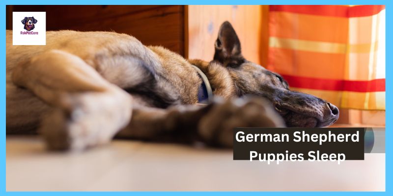 German shepherd Puppies Sleep 