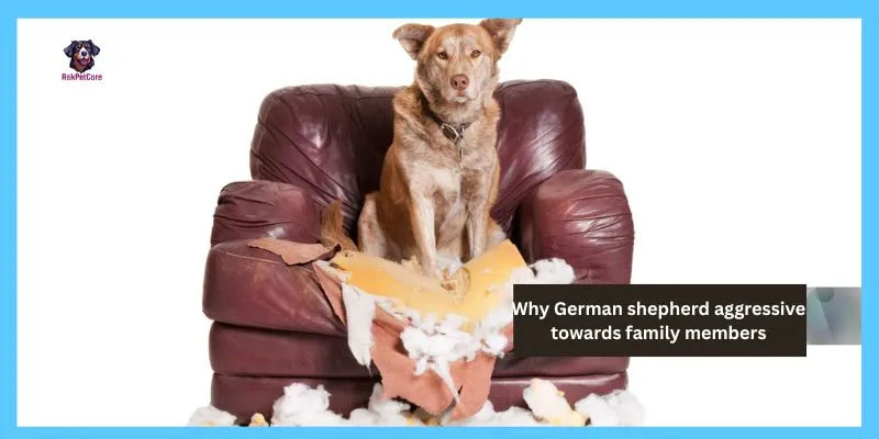 Why German shepherd aggressive towards family members