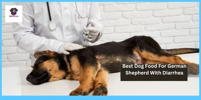 Best Dog Food for German shepherd With Diarrhea