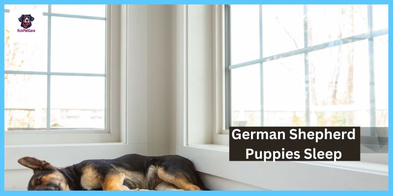 German shepherd Puppies Sleep 