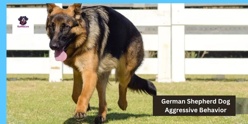 German shepherd Dog Aggressive Behavior