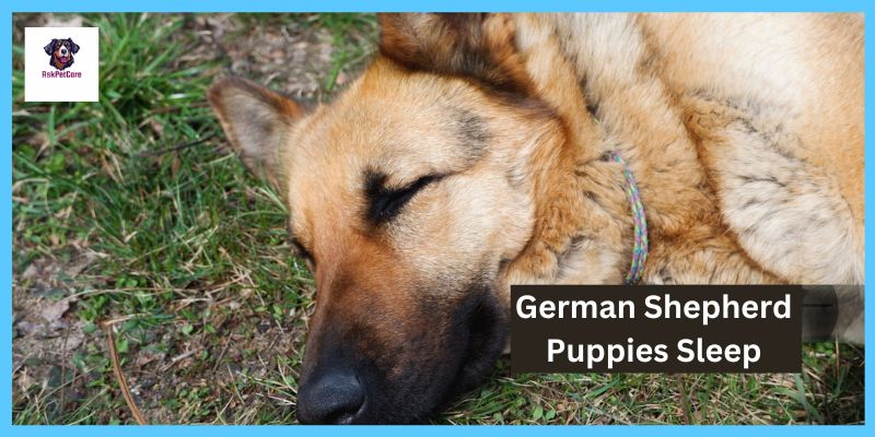 German shepherd Puppies Sleep 