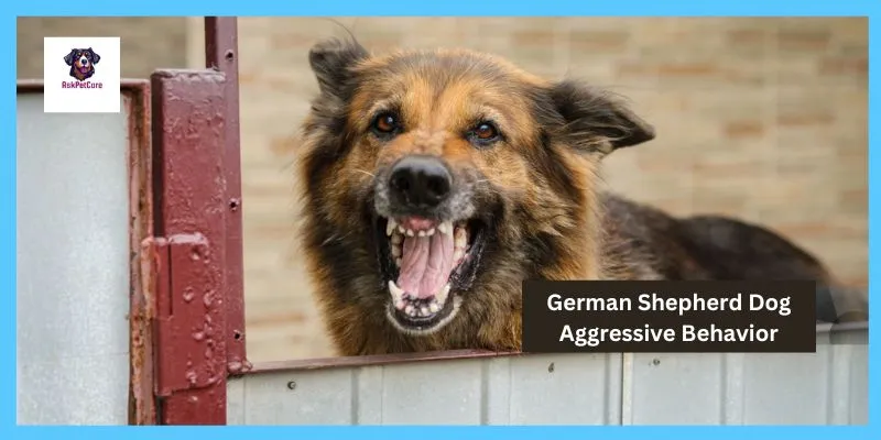 German shepherd Dog Aggressive Behavior