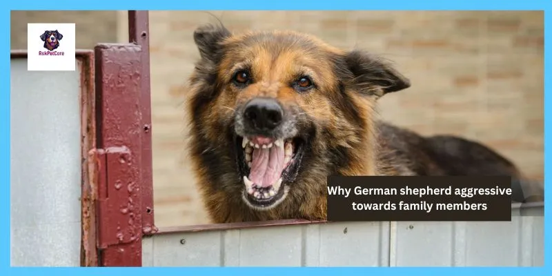 Why German shepherd aggressive towards family members