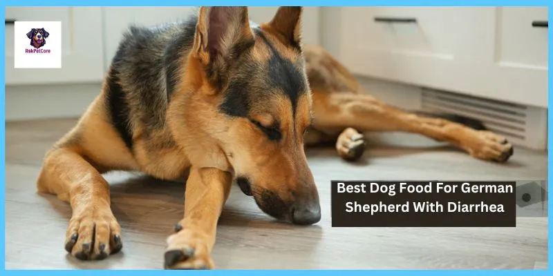 Best Dog Food for German shepherd With Diarrhea