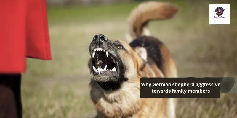 Why German shepherd aggressive towards family members