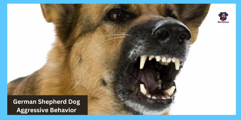 German shepherd Dog Aggressive Behavior