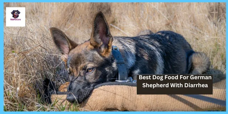 Best Dog Food for German shepherd With Diarrhea