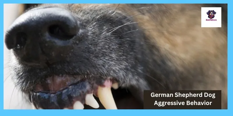 German shepherd Dog Aggressive Behavior