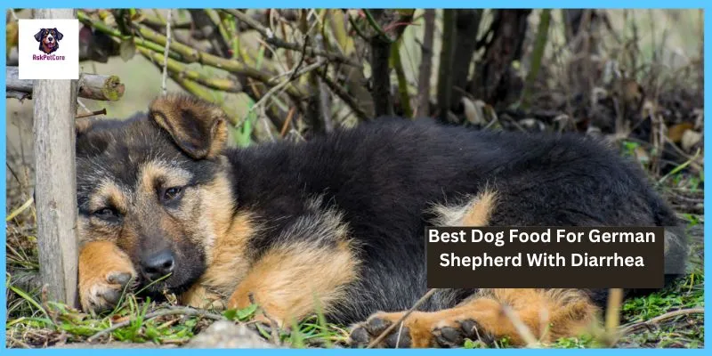 Best Dog Food for German shepherd With Diarrhea