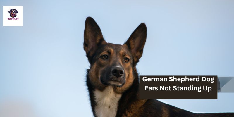 shepherd dogs ears not standing up as expected