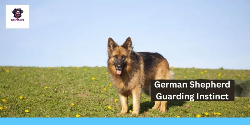 German shepherd Guarding Instinct