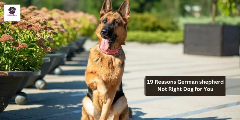 19 Reasons German shepherd Not Right Dog for You