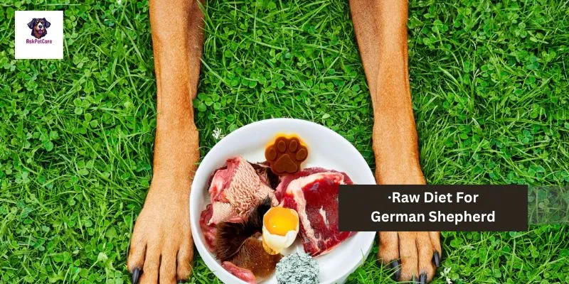 Raw Diet for German shepherd